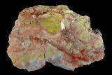 Colorful, Polished Petrified Wood Section - Arizona #129532-1